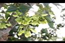 青楓-實59.JPG