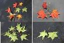 青楓-紅葉.jpg