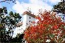 青楓-紅葉004.jpg