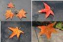 青楓-紅葉1.jpg