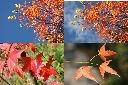 青楓-紅葉2.jpg