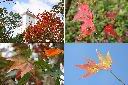 青楓-紅葉3.jpg