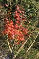 青楓-紅葉001.jpg