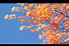 青楓-紅葉003.JPG