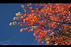 青楓-紅葉008.JPG