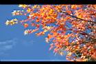 青楓-紅葉010.JPG