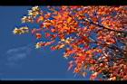 青楓-紅葉011.JPG