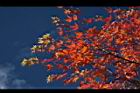 青楓-紅葉014.JPG