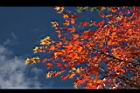 青楓-紅葉016.JPG