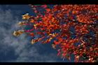 青楓-紅葉018.JPG