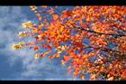 青楓-紅葉020.JPG