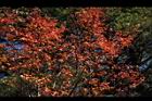 青楓-紅葉026.JPG