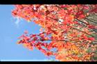 青楓-紅葉028.JPG