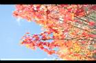 青楓-紅葉029.JPG