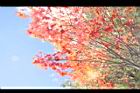 青楓-紅葉030.JPG