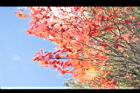 青楓-紅葉031.JPG