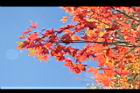 青楓-紅葉033.JPG