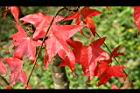 青楓-紅葉055.jpg