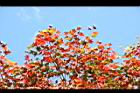 青楓-紅葉058.jpg