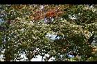 青楓-紅葉063.jpg