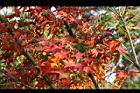 青楓-紅葉068.jpg