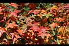 青楓-紅葉069.jpg