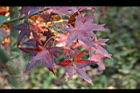 青楓-紅葉076.jpg