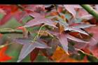 青楓-紅葉078.jpg