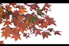 青楓-紅葉084.jpg