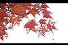 青楓-紅葉087.jpg