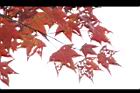 青楓-紅葉089.jpg