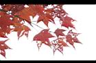 青楓-紅葉090.jpg