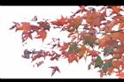 青楓-紅葉091.jpg