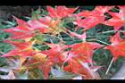 青楓-紅葉098.JPG