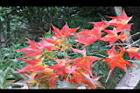 青楓-紅葉099.JPG