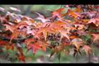 青楓-紅葉102.jpg