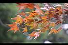 青楓-紅葉104.jpg
