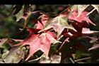 青楓-紅葉110.jpg