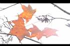 青楓-紅葉117.jpg