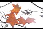 青楓-紅葉118.jpg