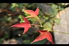 青楓-紅葉122.jpg