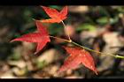 青楓-紅葉123.jpg