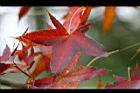 青楓-紅葉124.jpg