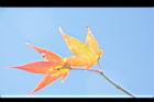 青楓-紅葉146.JPG