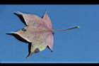 青楓-紅葉155.jpg