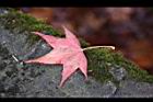 青楓-紅葉175.jpg