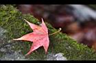 青楓-紅葉178.jpg