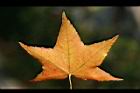 青楓-紅葉182.jpg