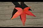 青楓-紅葉184.jpg