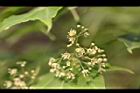 青楓-花序11.jpg